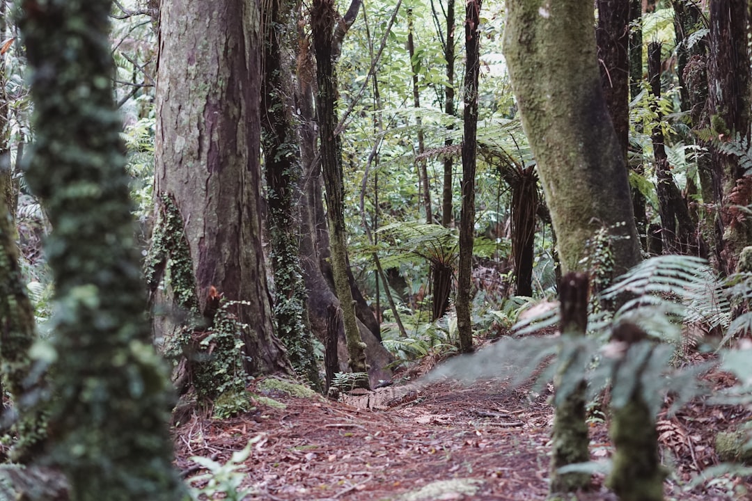 Photo Jungle scenery